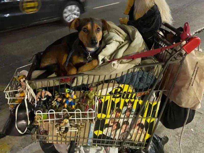 Perritos Dormilones